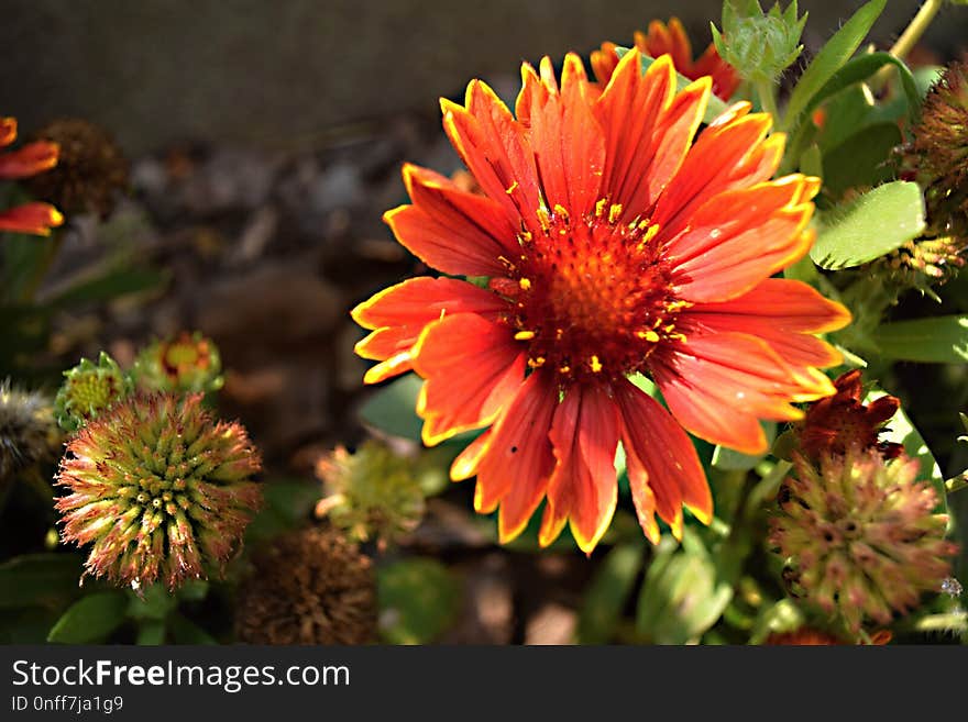 Flower, Blanket Flowers, Flora, Plant