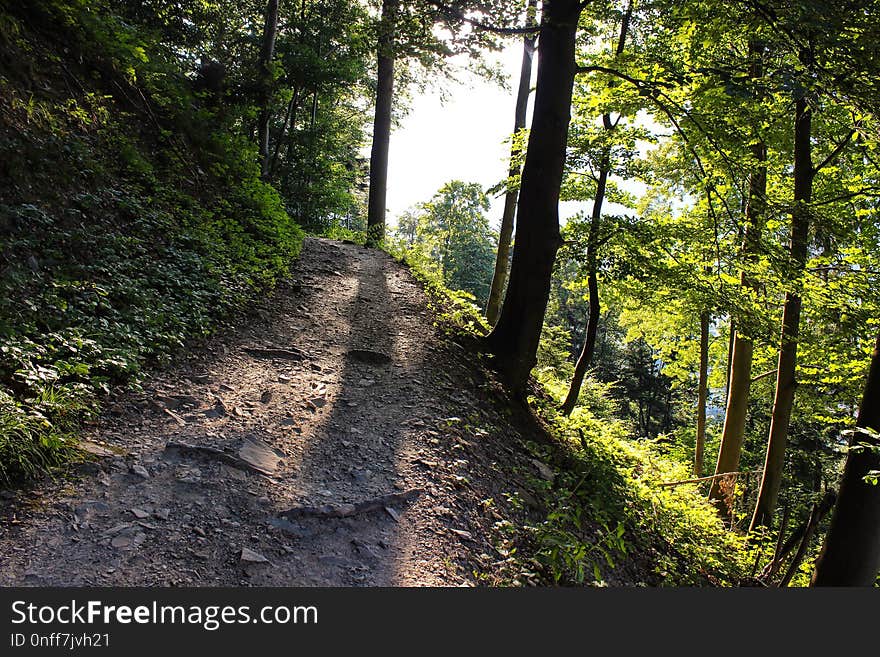 Path, Nature, Woodland, Tree