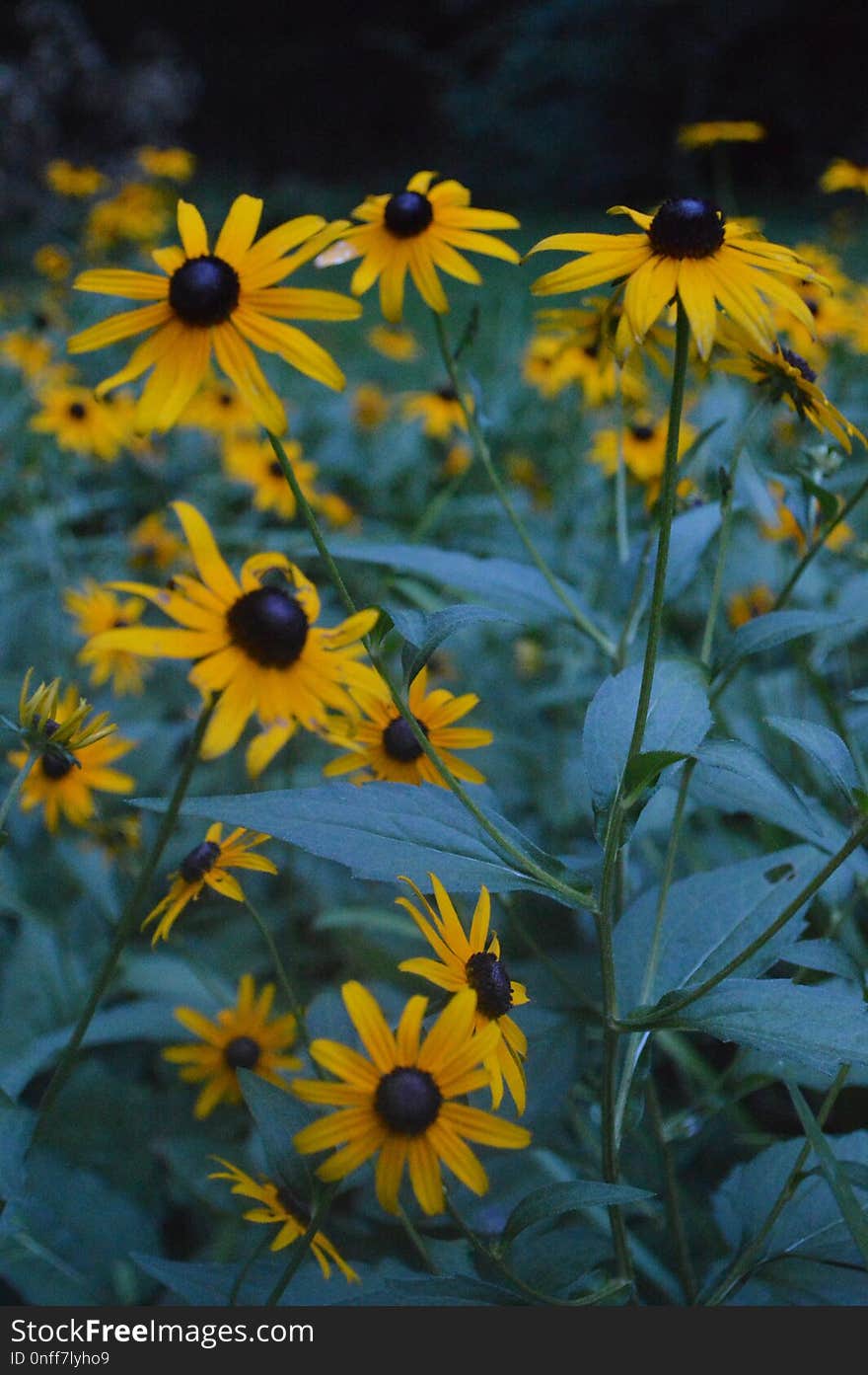 Flower, Yellow, Plant, Sunflower