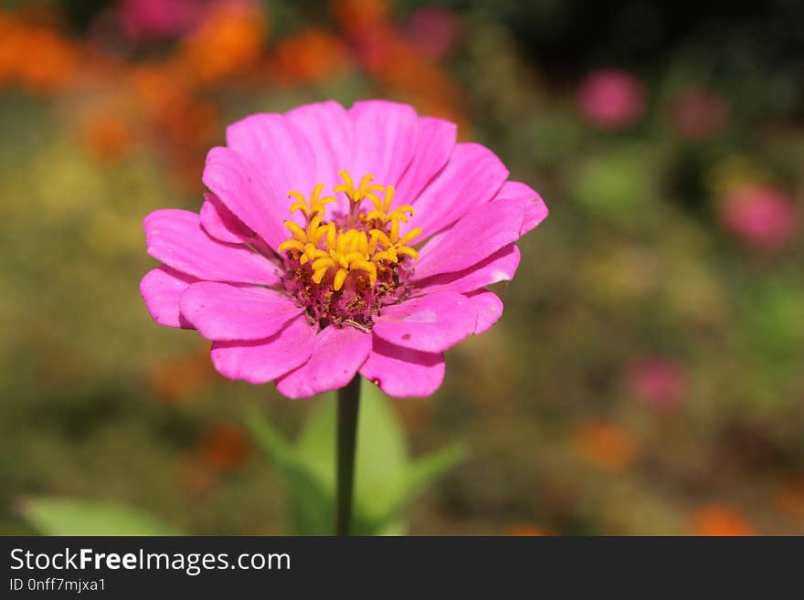 Flower, Pink, Flora, Garden Cosmos