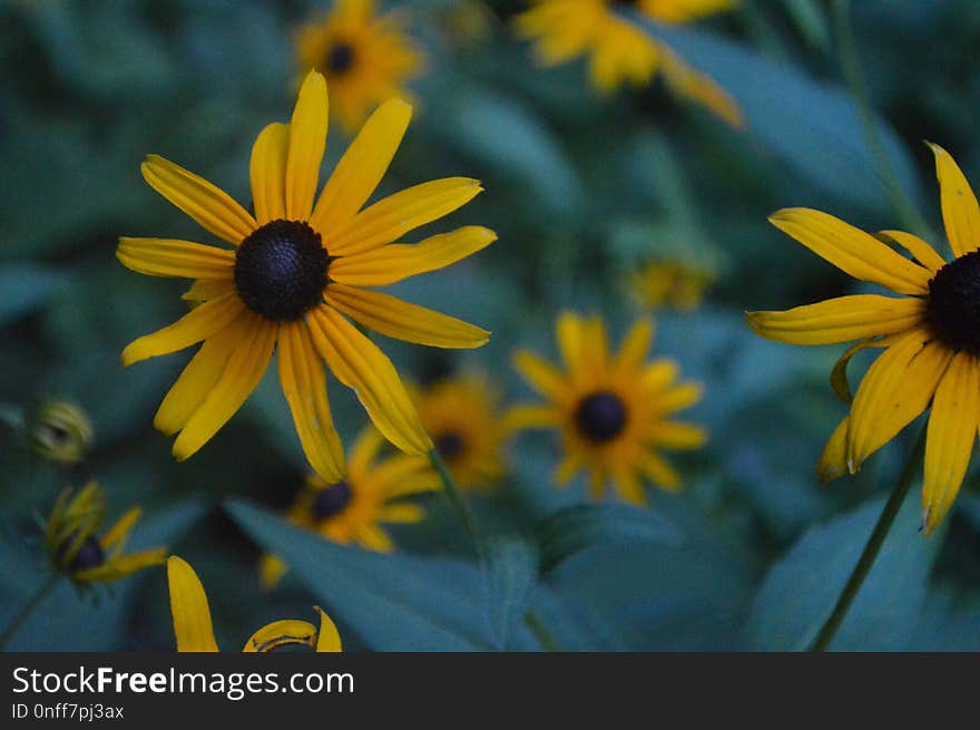 Flower, Yellow, Flora, Wildflower