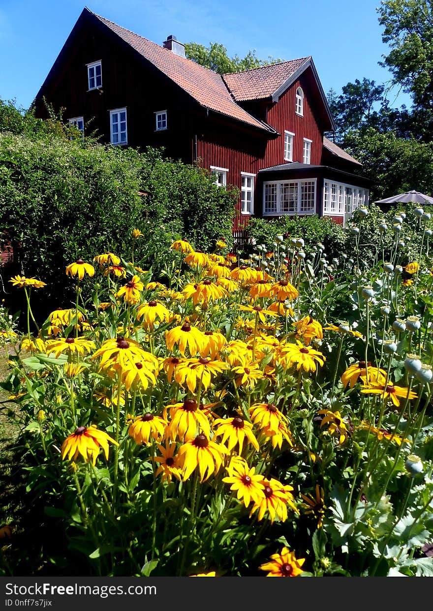 Flower, Plant, Yellow, Wildflower