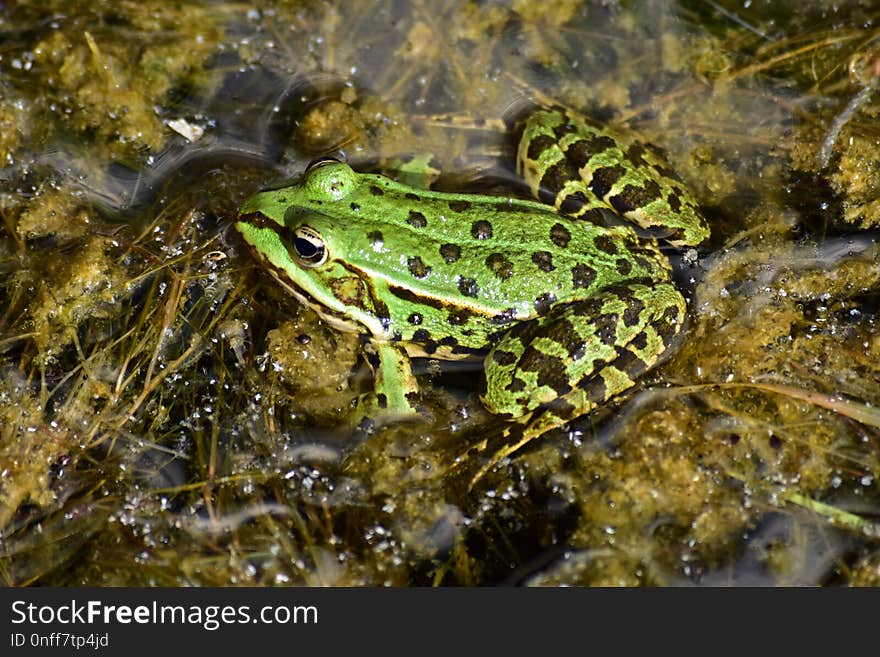 Ranidae, Amphibian, Frog, Fauna