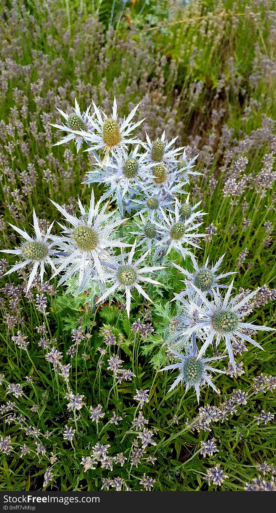 Plant, Flower, Flora, Edelweiss