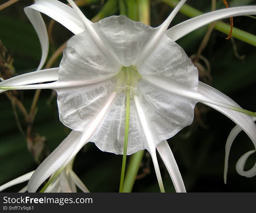 Flower, Plant, Hymenocallis Littoralis, White