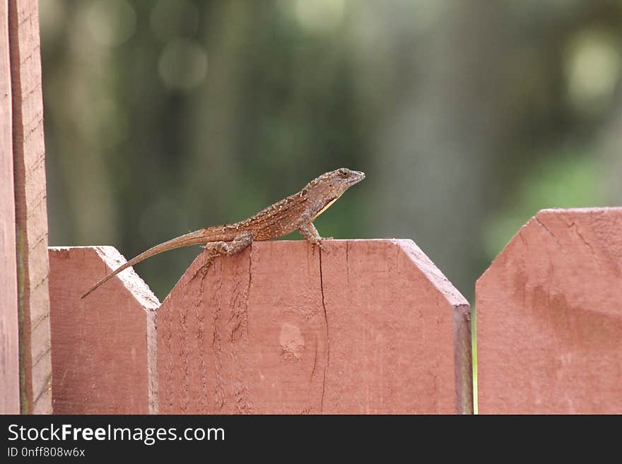 Fauna, Insect, Reptile, Wood