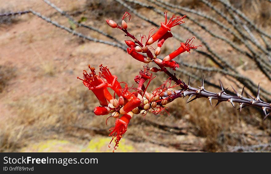 Flora, Plant, Vegetation, Branch