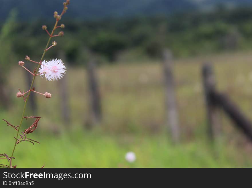 Ecosystem, Sky, Flower, Flora