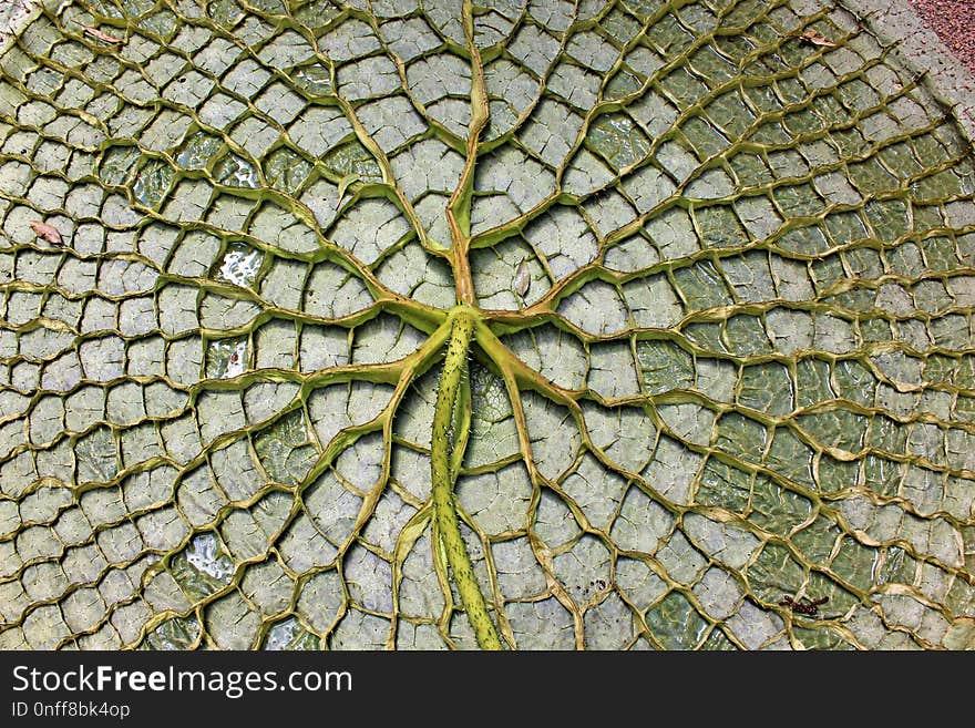 Leaf, Plant, Organism, Grass