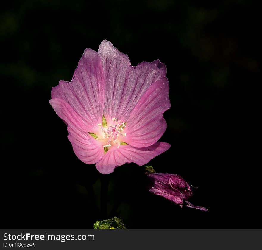 Flower, Pink, Flora, Wildflower