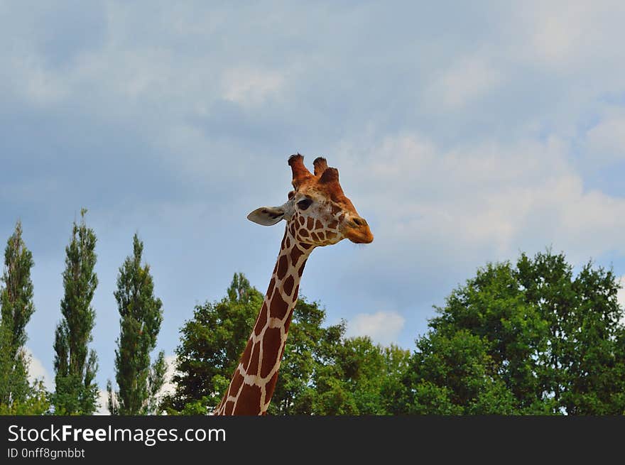 Giraffe, Giraffidae, Wildlife, Mammal