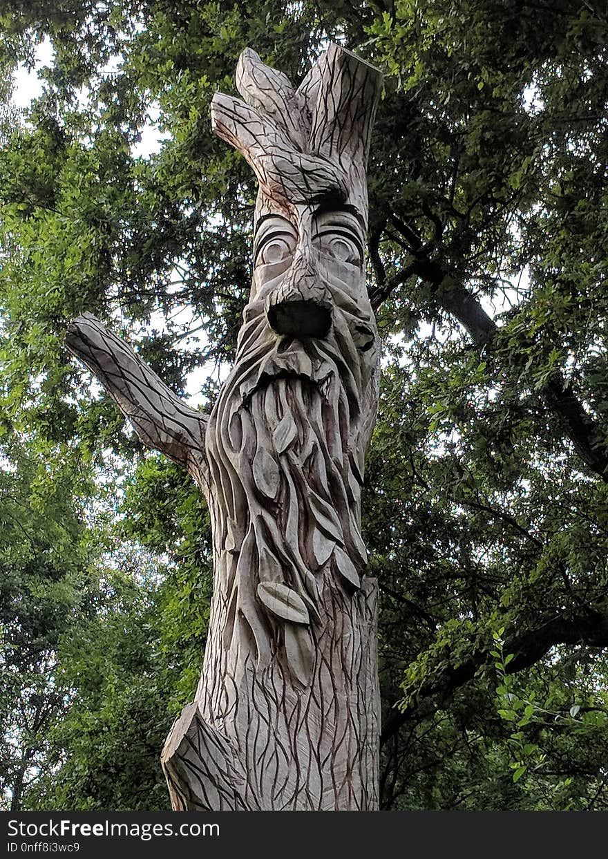 Tree, Woody Plant, Sculpture, Trunk