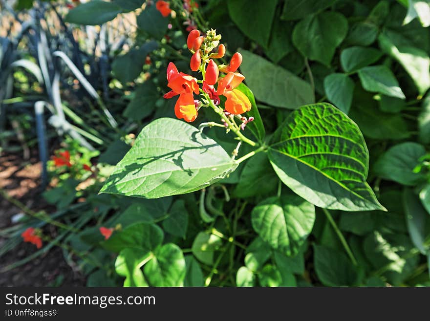 Plant, Flora, Leaf, Flower