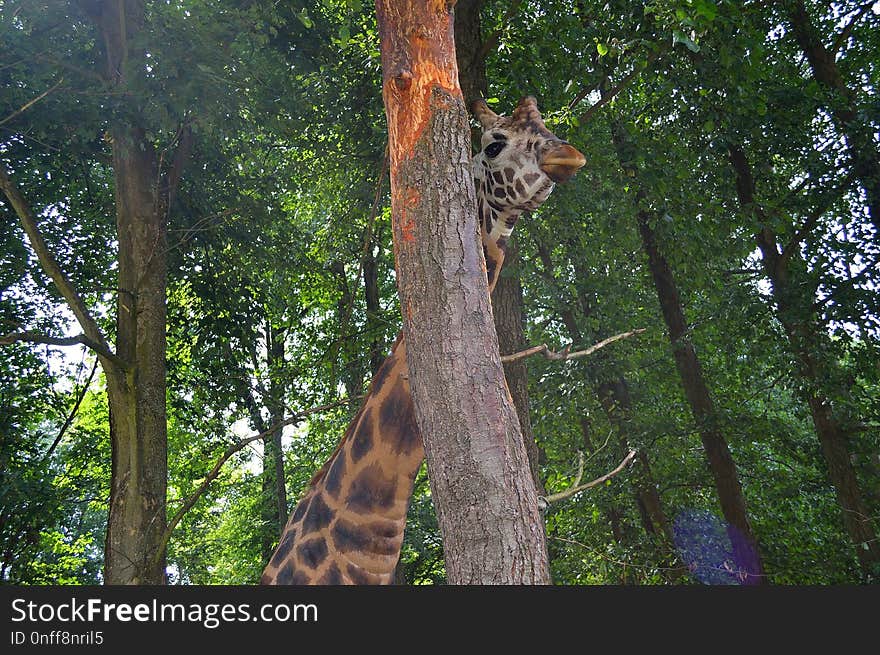 Giraffe, Wildlife, Mammal, Tree