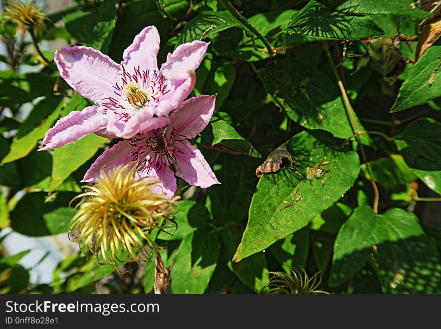 Flower, Plant, Flora, Flowering Plant