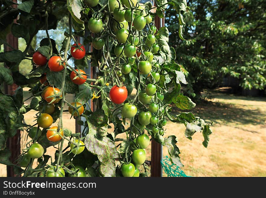 Fruit, Plant, Produce, Bush Tomato