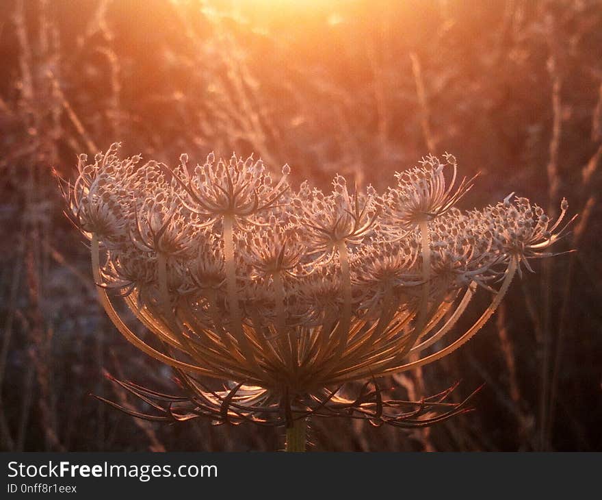 Light, Close Up, Morning, Macro Photography