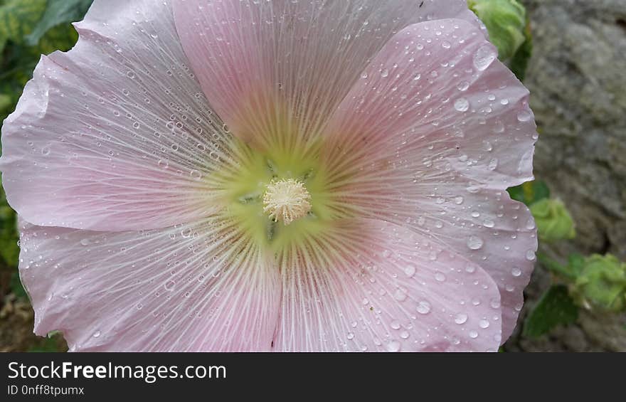 Flower, Pink, Plant, Flora