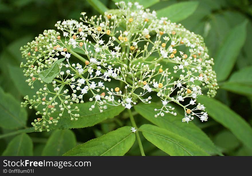 Plant, Nannyberry, Cow Parsley, Apiales