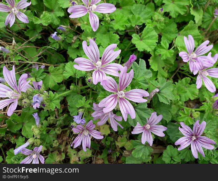 Flower, Plant, Flora, Malva