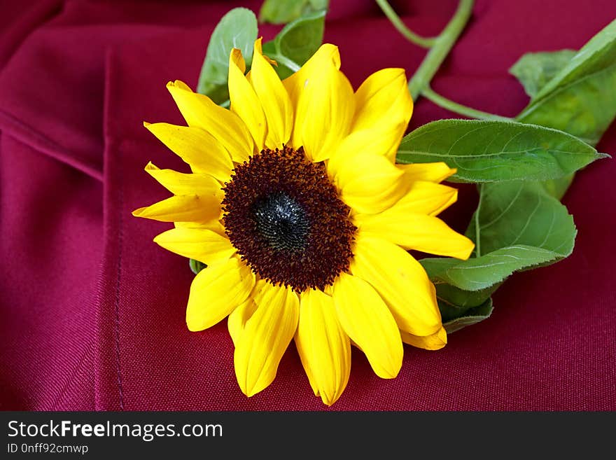 Flower, Sunflower, Yellow, Sunflower Seed