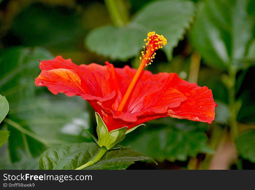 Flower, Hibiscus, Plant, Flowering Plant