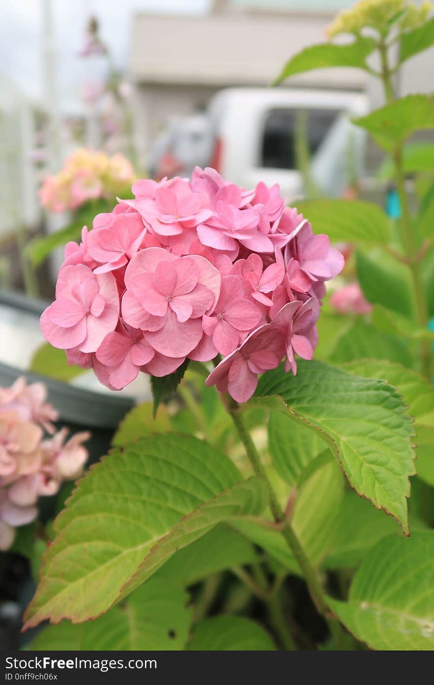 Flower, Plant, Pink, Flowering Plant