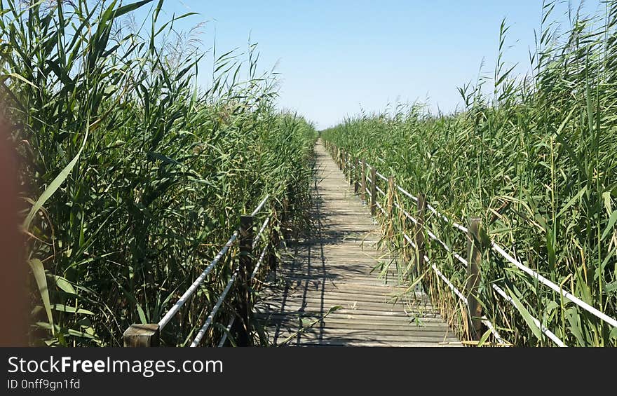 Crop, Plant, Agriculture, Grass Family