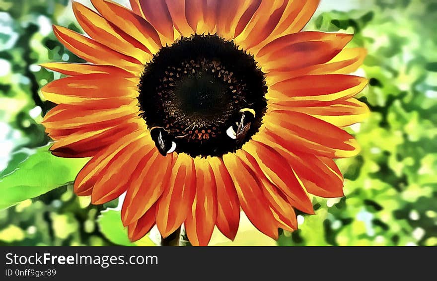 Flower, Nectar, Sunflower, Pollen