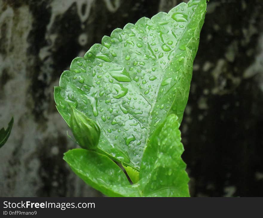 Leaf, Plant, Plant Pathology, Herb