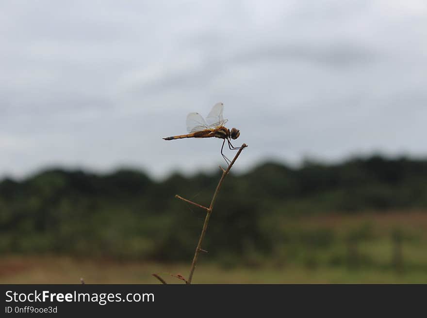 Insect, Dragonfly, Fauna, Invertebrate