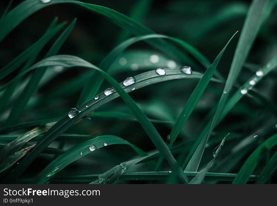 Green, Water, Dew, Close Up