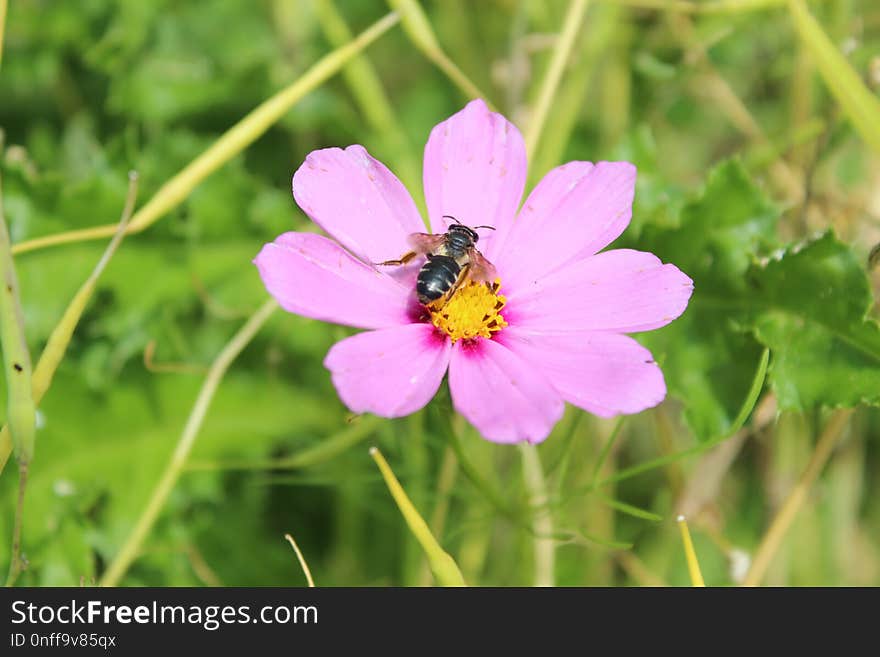 Flower, Flora, Nectar, Garden Cosmos