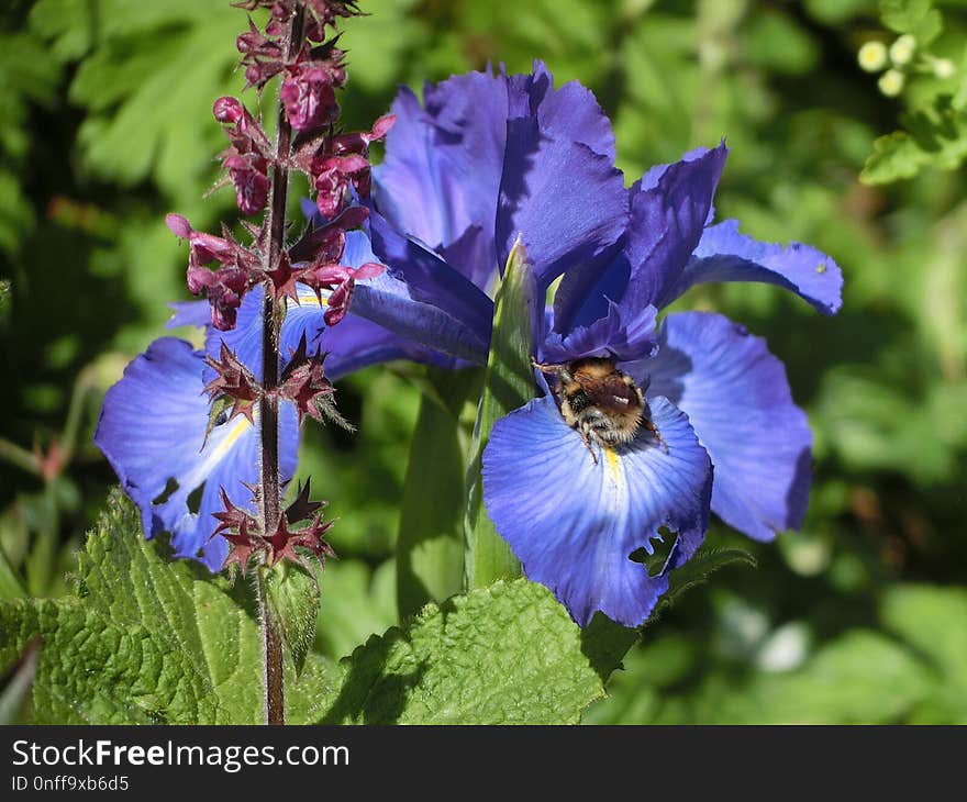 Flower, Plant, Flowering Plant, Iris