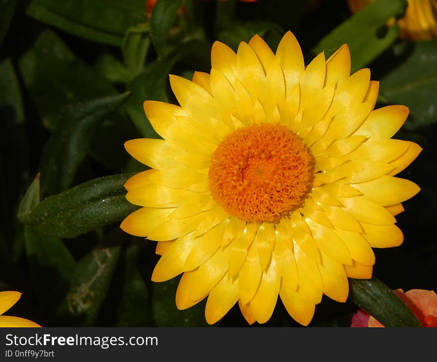 Flower, Yellow, Flora, Close Up