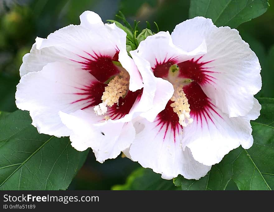 Flower, Plant, Hibiscus, Flowering Plant