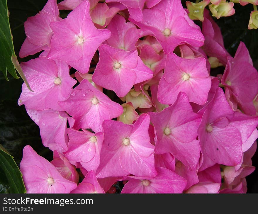 Flower, Plant, Pink, Flora