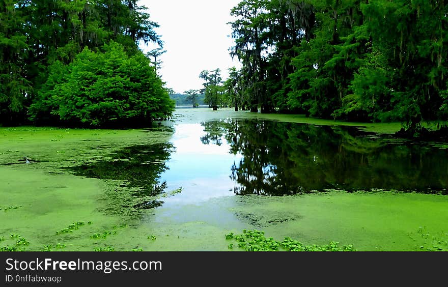 Water, Reflection, Nature, Green