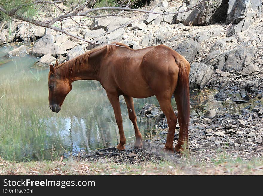 Horse, Mare, Horse Like Mammal, Fauna