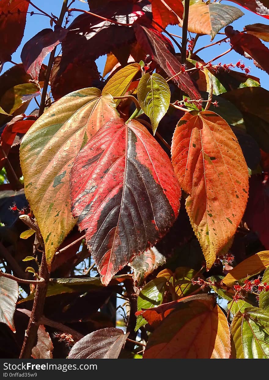 Leaf, Red, Plant, Autumn