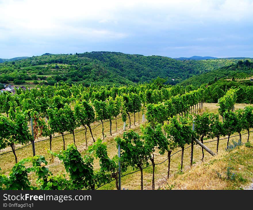 Agriculture, Vineyard, Vegetation, Sky