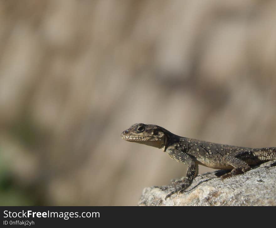 Reptile, Lizard, Fauna, Scaled Reptile