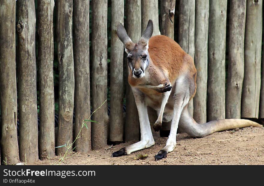 Macropodidae, Kangaroo, Mammal, Fauna