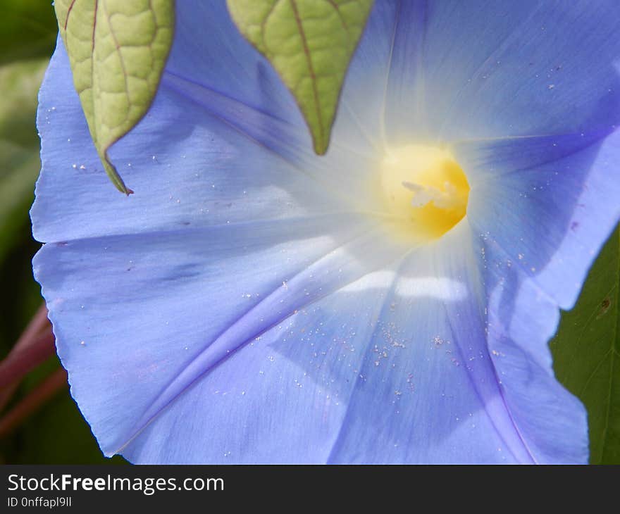 Flower, Blue, Flora, Wildflower