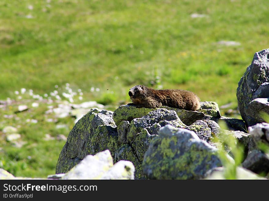 Fauna, Marmot, Grass, Wildlife