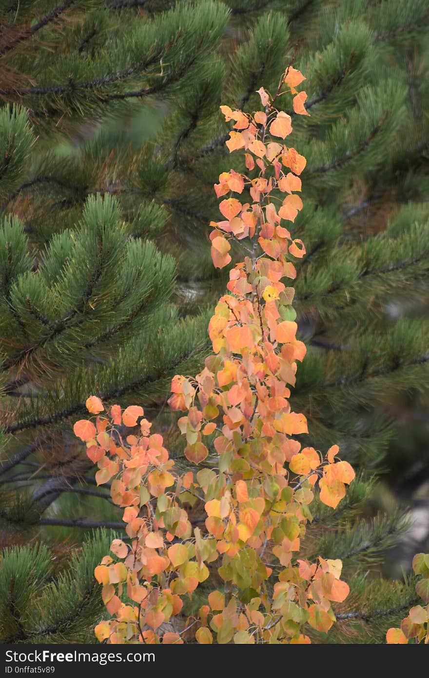 Tree, Plant, Flora, Pine Family