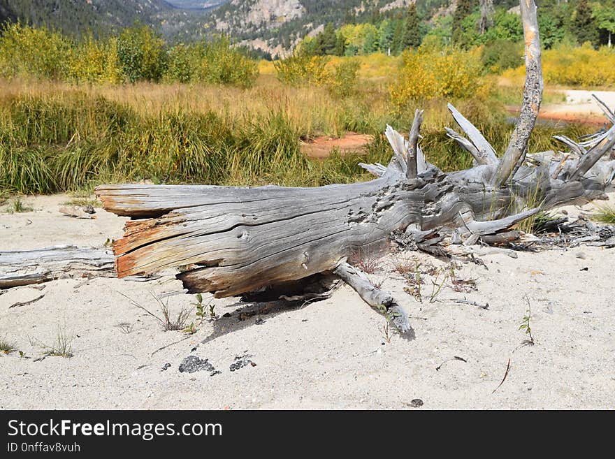 Ecosystem, Plant, Tree, Wood