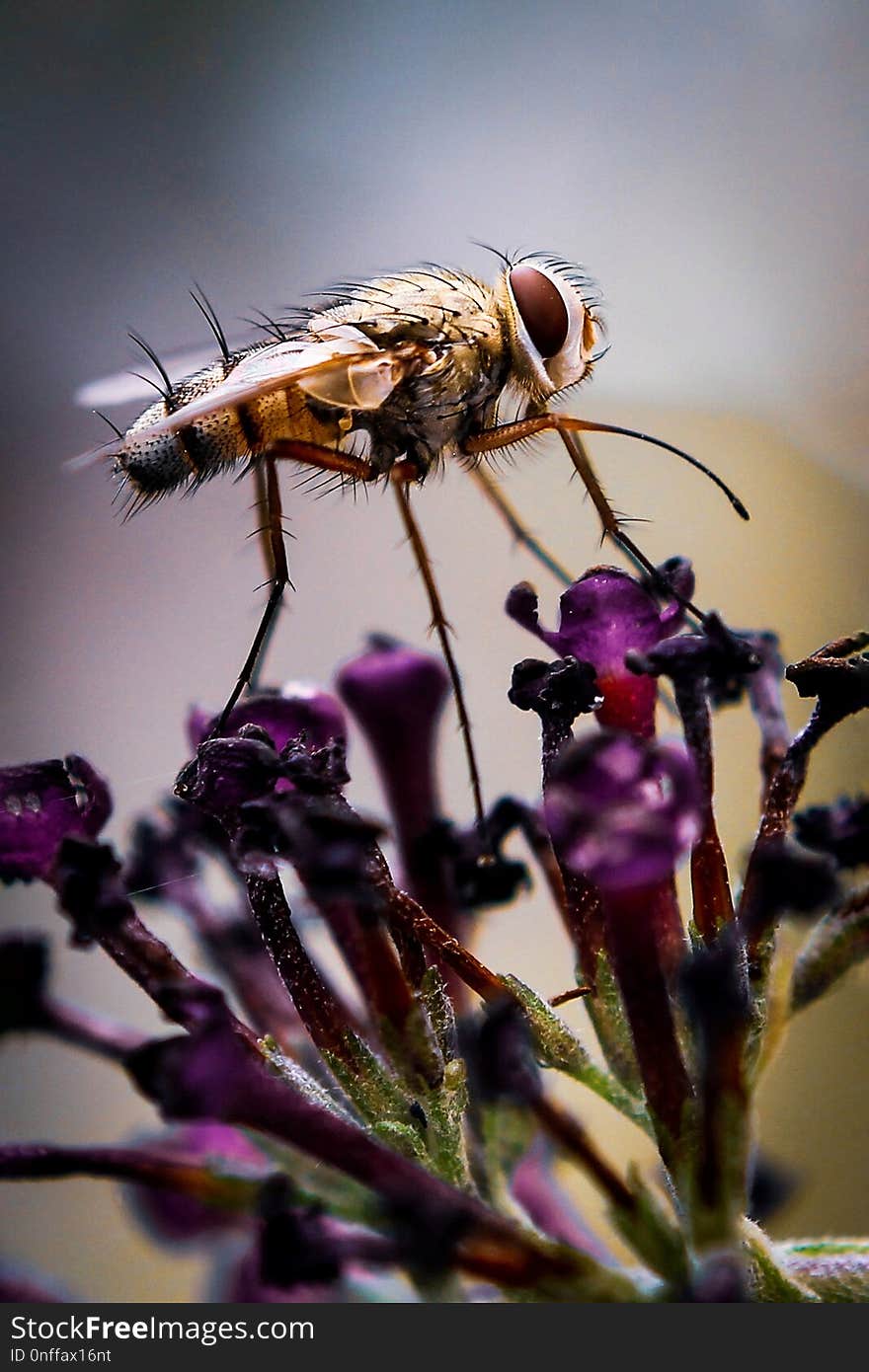 Insect, Macro Photography, Close Up, Pest