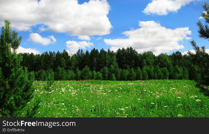 Sky, Vegetation, Grassland, Ecosystem