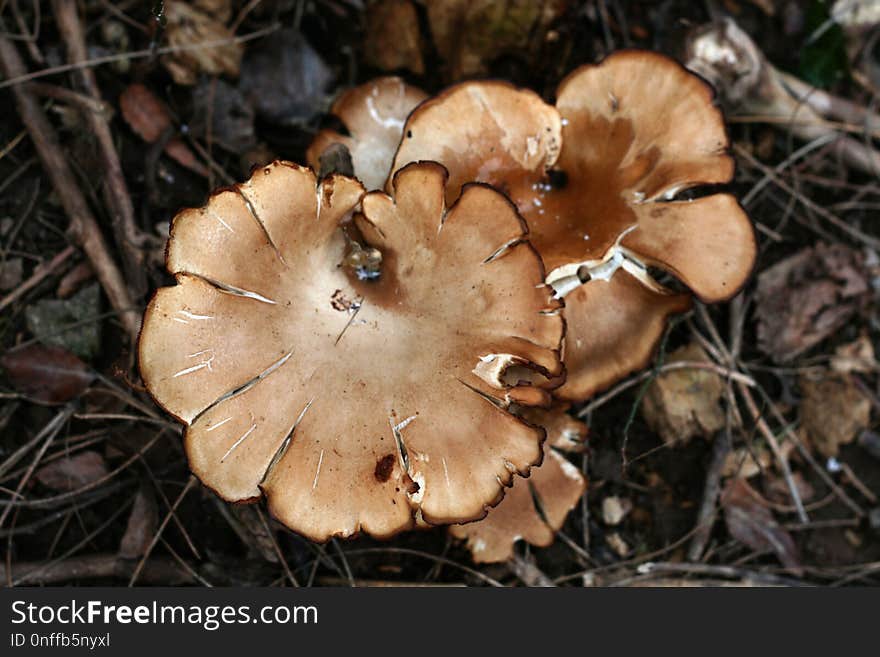 Fungus, Mushroom, Edible Mushroom, Agaricomycetes